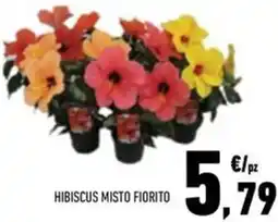 Conad Hibiscus misto fiorito offerta