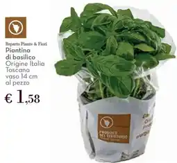 Conad Piantina di basilico offerta