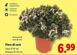 Lidl Fiore di cera offerta