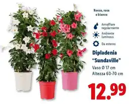 Lidl Dipladenia Sundaville offerta
