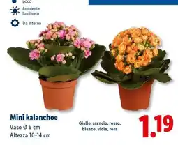 Lidl Mini Kalanchoe offerta