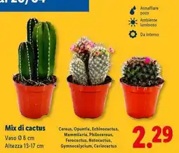 Lidl Mix di Cactus offerta