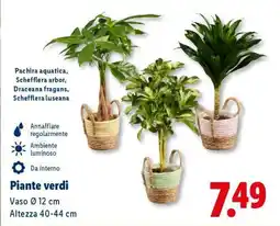 Lidl Piante verdi offerta