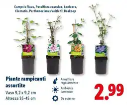 Lidl Piante rampicanti assortite offerta