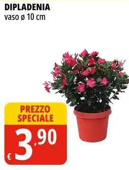 Tigros Dipladenia offerta