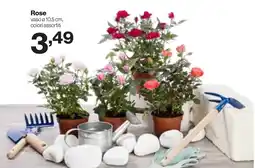 In'S Mercato Rose offerta