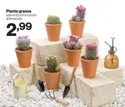 In'S Mercato Piante grasse offerta