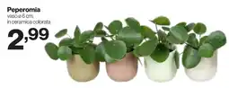 In'S Mercato Peperomia offerta