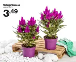 In'S Mercato Celosia Caracas offerta