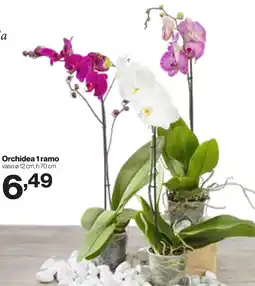 In'S Mercato Orchidea 1 ramo offerta