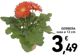 Spazio Conad Gerbera offerta