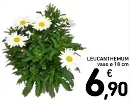 Spazio Conad Leucanthemum offerta