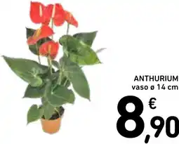 Spazio Conad Anthurium offerta