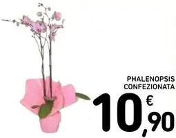 Spazio Conad Phalenopsis confezionata offerta