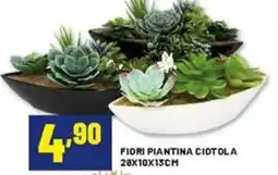 Risparmio Casa Fiori piantina ciotola offerta