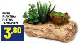 Risparmio Casa Fiori piantina pietra offerta