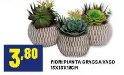 Risparmio Casa Fiori pianta grassa vaso offerta