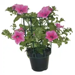 Coop SURFINIA O DIPLADENIA offerta