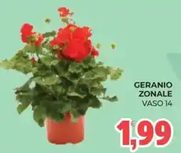Eté Geranio zonale vaso 14 offerta