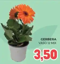 Eté Gerbera vaso 12 mix offerta