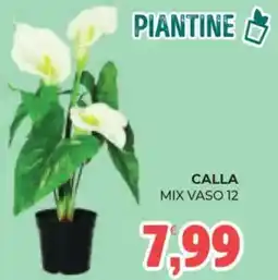 Eté Calla mix vaso 12 offerta