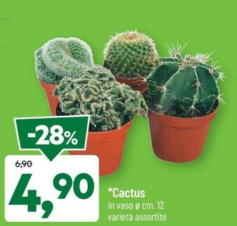 Cactus