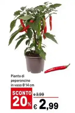 Iper La Grande Pianta di peperoncino in vaso Ø14 cm offerta