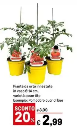 Iper La Grande Piante da orto innestate in vaso Ø14 cm offerta