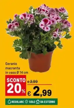 Iper La Grande Geranio macranta in vaso Ø14 cm offerta