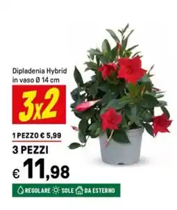 Iper La Grande Dipladenia Hybrid in vaso Ø14 cm offerta