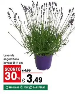 Iper La Grande Lavanda angustifolia in vaso Ø14 cm offerta