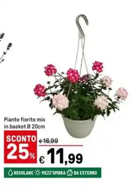 Iper La Grande Piante fiorite mix in basket Ø20cm offerta