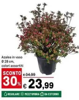 Iper La Grande Azalea in vaso Ø28 cm offerta