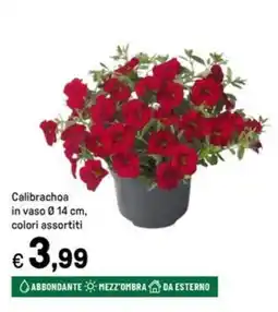 Iper La Grande Calibrachoa in vaso Ø14 cm offerta