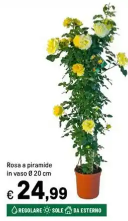Iper La Grande Rosa a piramide in vaso Ø20 cm offerta