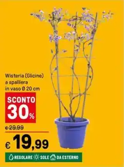 Iper La Grande Wisteria (Glicine) a spalliera in vaso Ø20 cm offerta