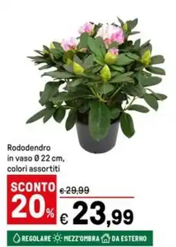 Iper La Grande Rododendro in vaso Ø22 cm offerta