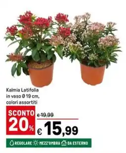 Iper La Grande Kalmia Latifolia in vaso Ø19 cm offerta