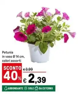 Iper La Grande Petunia in vaso Ø14 cm offerta