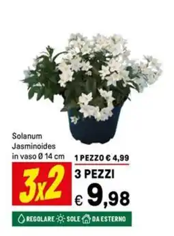 Iper La Grande Solanum Jasminoides in vaso Ø14 cm offerta