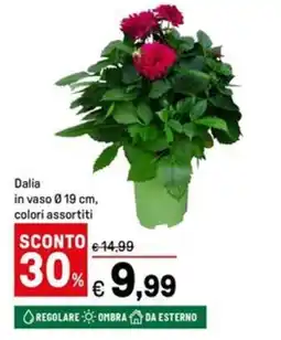 Iper La Grande Dalia in vaso Ø19 cm offerta