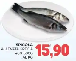 Eté Spigola allevata grecia offerta