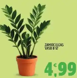Ard Discount Zamioculcas vaso ø12 offerta