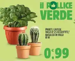 Ard Discount Piante grasse vaso Ø5.5 assortite/ basilico in vaso Ø14 offerta