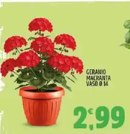 Ard Discount Geranio macranta vaso Ø14 offerta