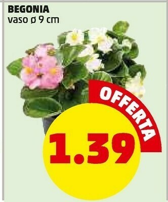 PENNY Begonia offerta