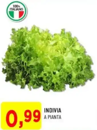 DPiù Indivia a pianta offerta
