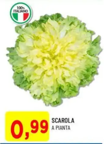 DPiù Scarola a pianta offerta