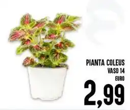 Al Discount Pianta coleus vaso 14 offerta