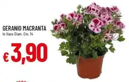 Galassia Geranio macranta offerta